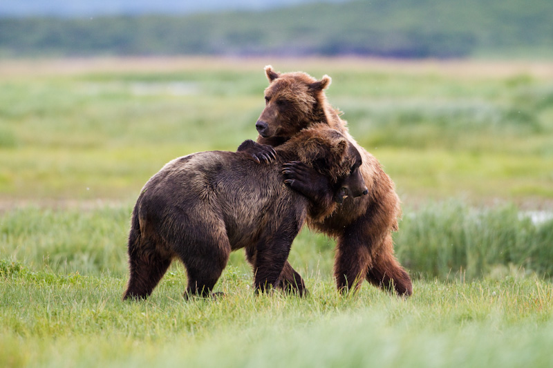 Grizzly Bears Fighting
